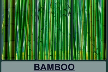 Bamboo Reinforced Concrete